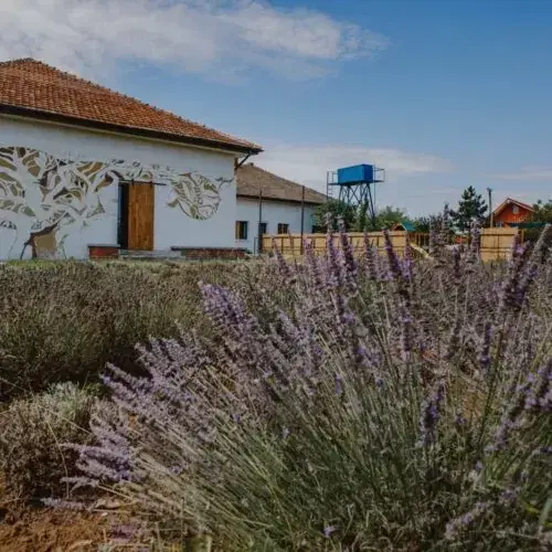 Gradina cu Lavanda - 4