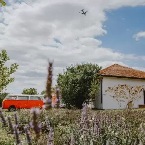 Gradina cu Lavanda - 5