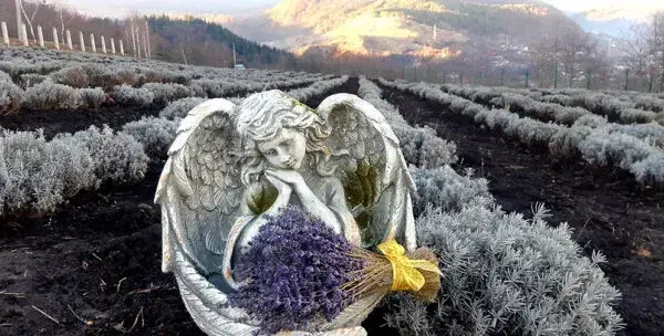 Hanul Cu Lavanda - 1