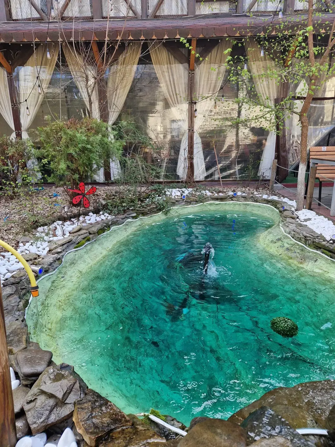 Restaurant Casa Nasului - 4 Restaurant Casa Nasului - 4